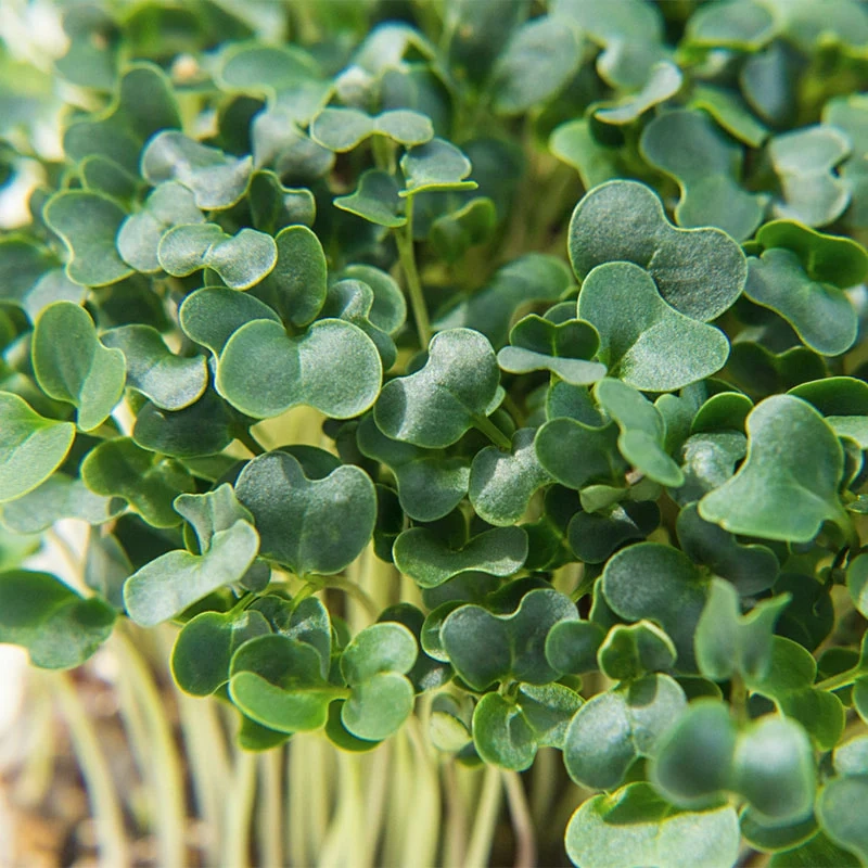 kale-microgreens-51