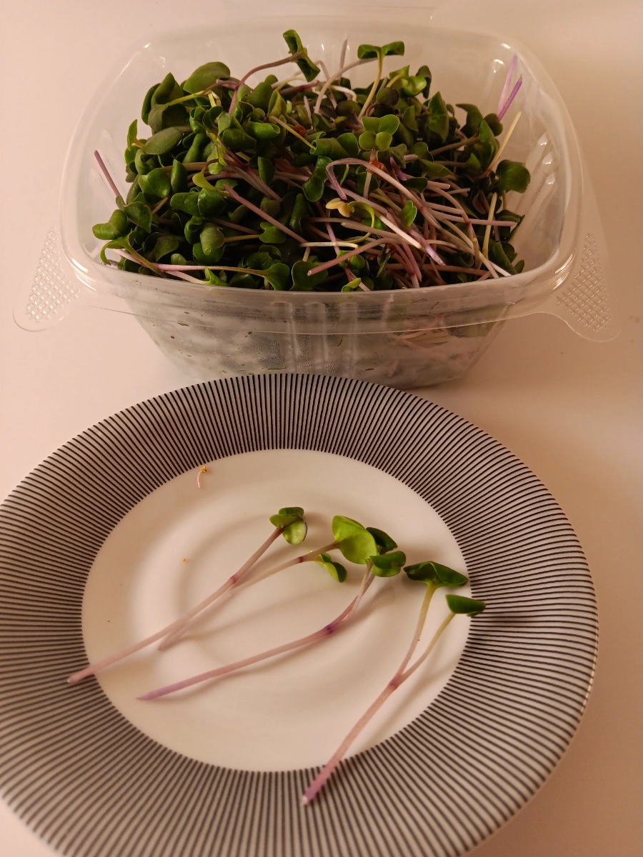 radish-microgreens-64