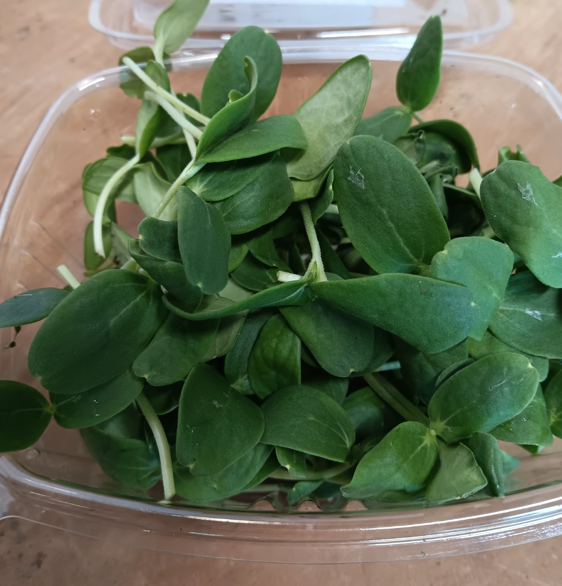 cantaloupe-microgreens-10