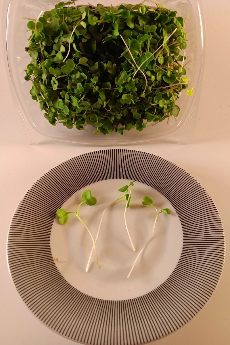 broccoli-microgreens-2-ounces-
