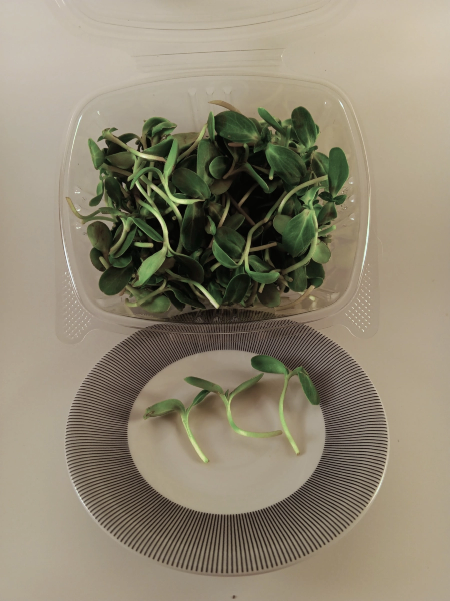 sunflower-microgreens-70