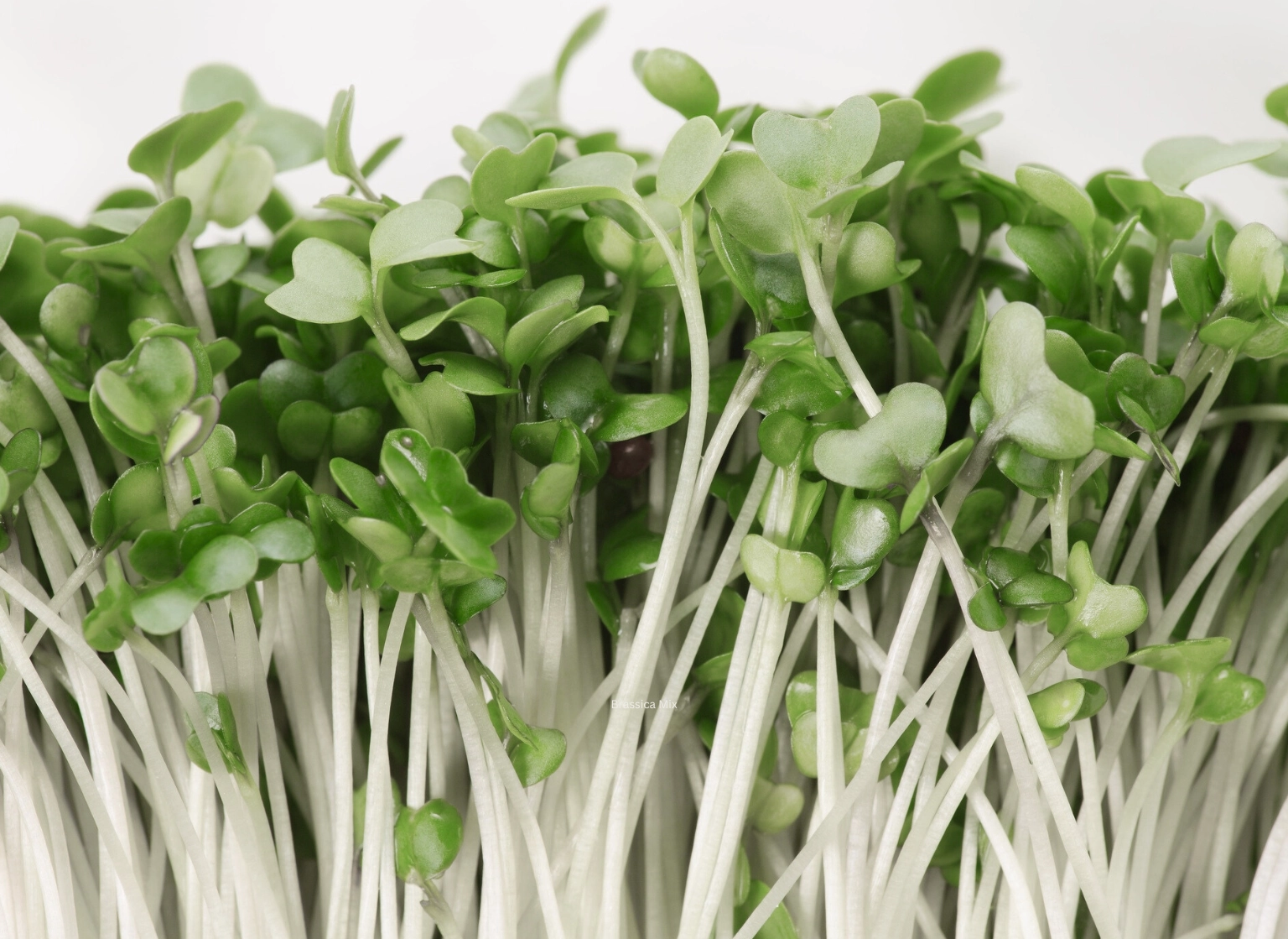 micro-power-salad