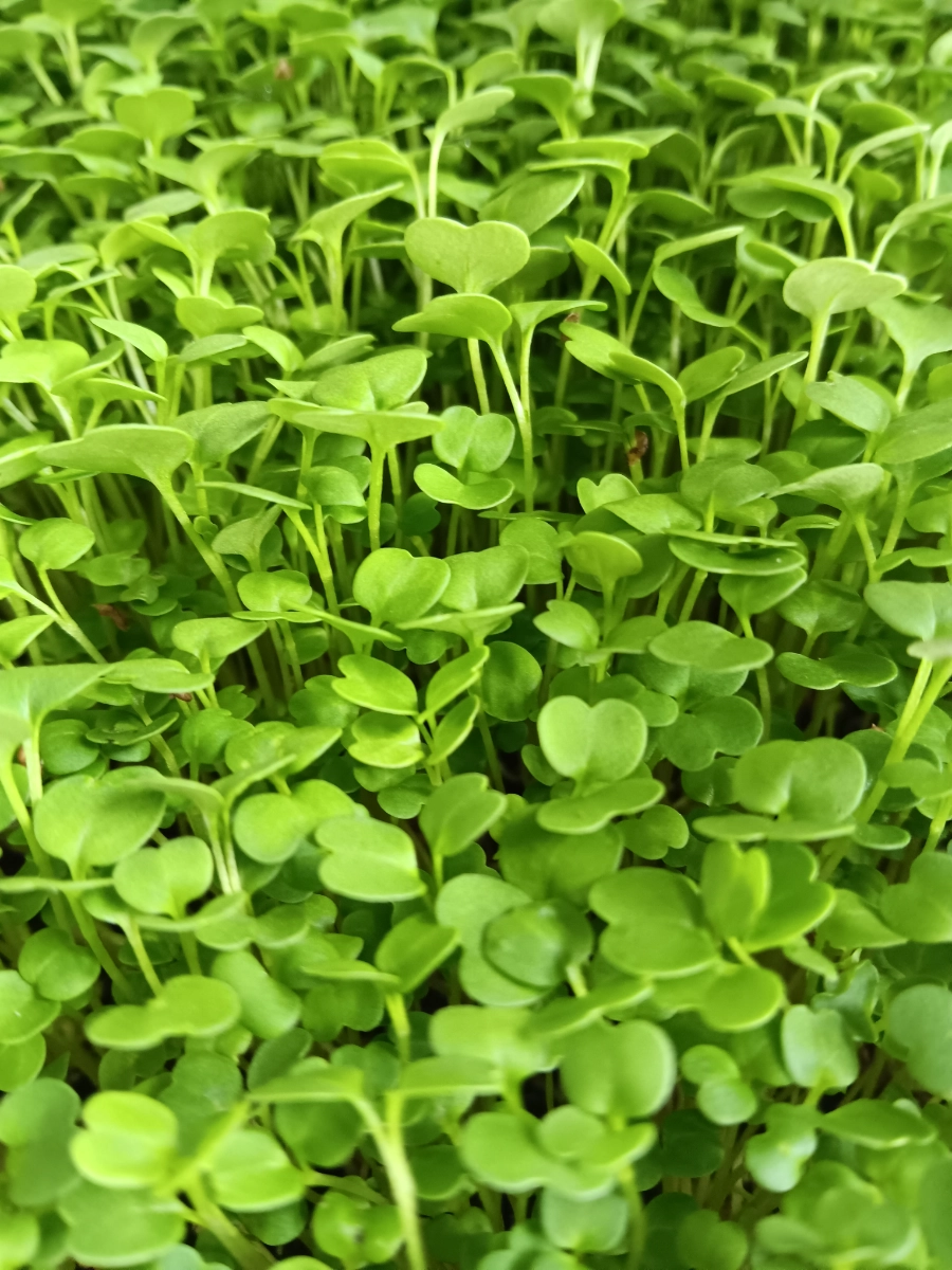 arugula-microgreens-54
