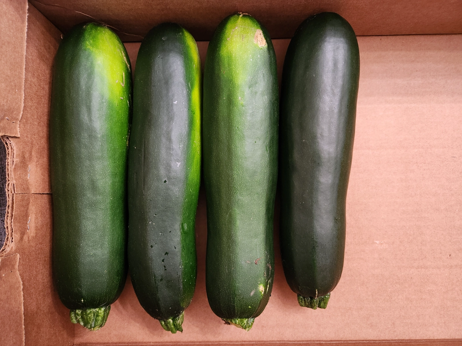 large-zucchini-one