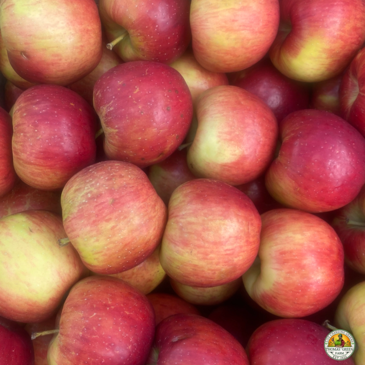 sweet-maia-apples-1-quart-