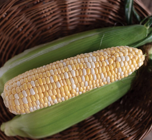 bicolor-sweet-corn-23