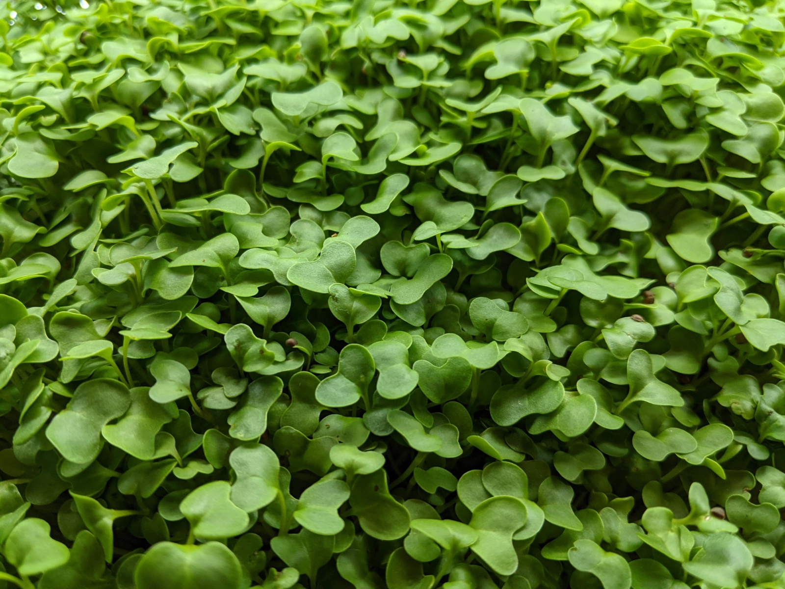 oriental-mustard-microgreens-flavor-kick-with-healthy-benefits
