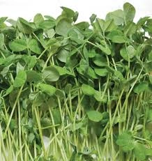 pea-shoots-sweet-tender-and-fresh-sugar-snap