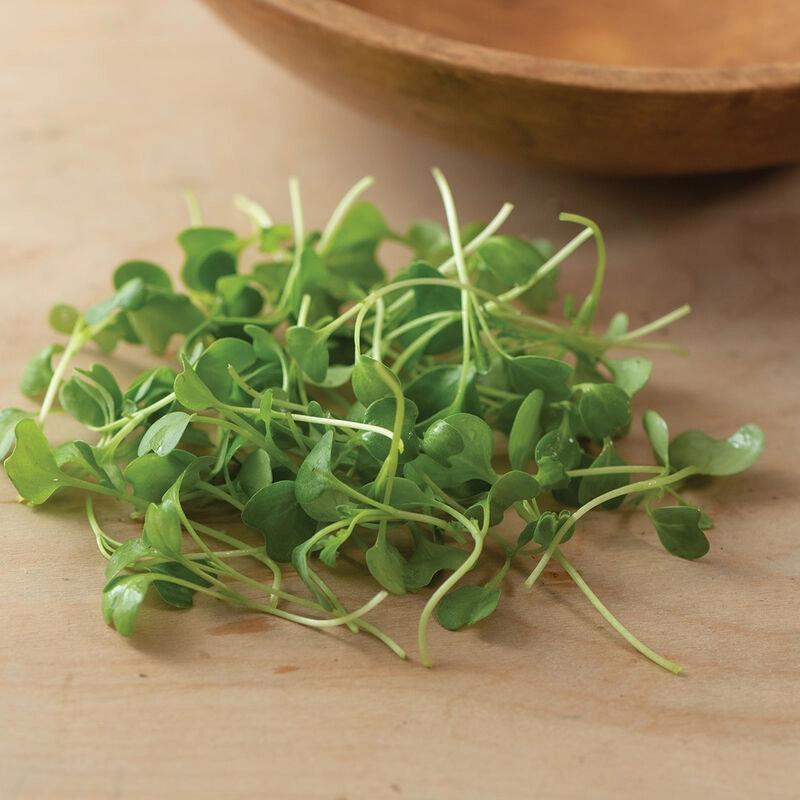 kale-microgreens-mild-nutty-nutrientdense-2oz