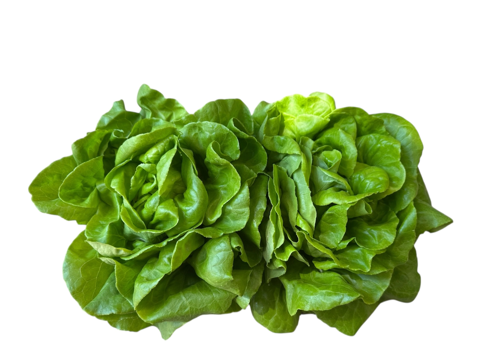 butterhead-lettuce-2-heads-2