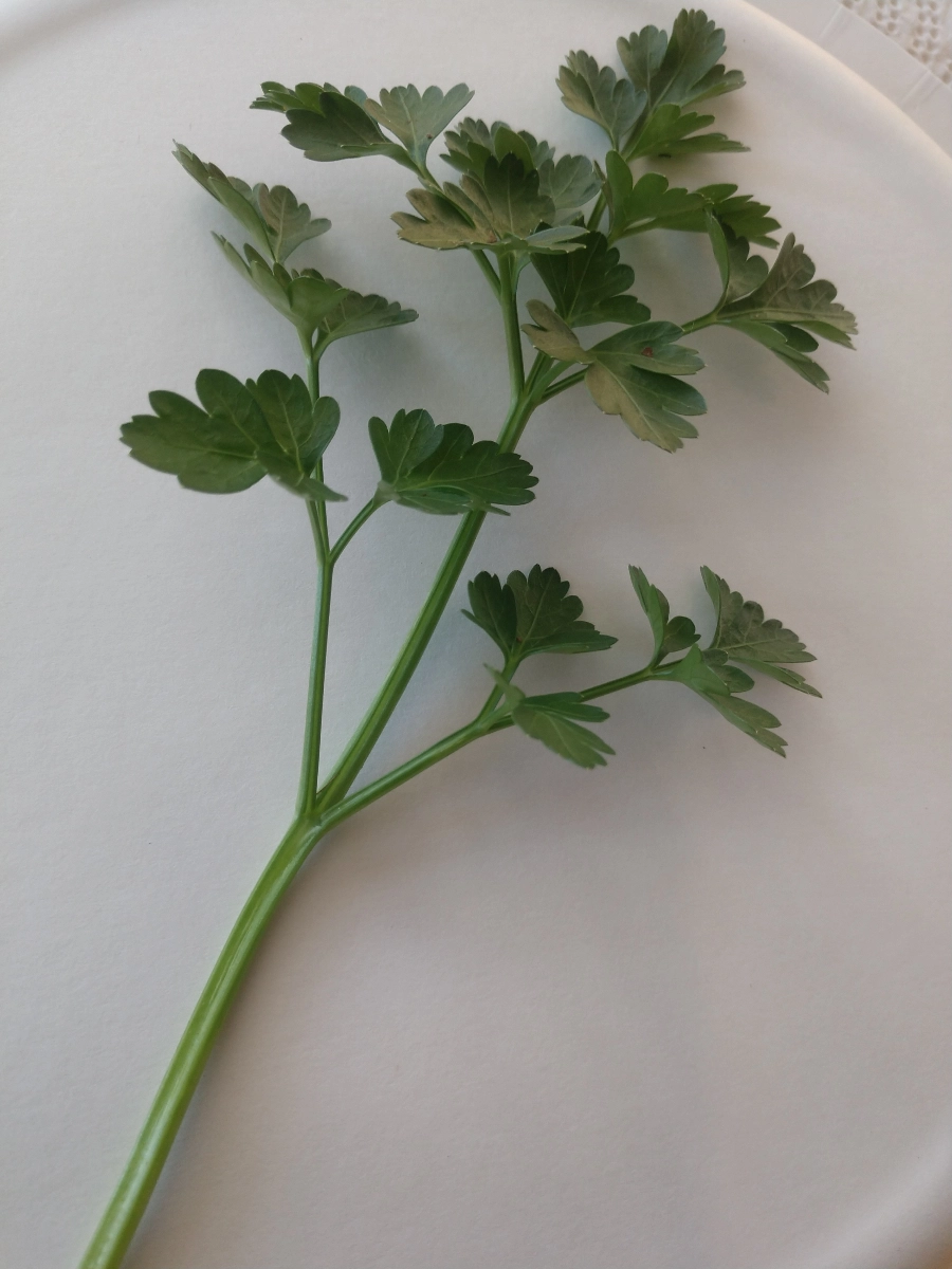 fresh-parsley-certified-organic