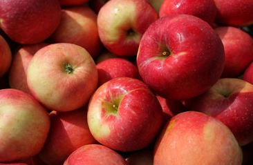 minnieska-apples-3-lbs-cert-organic