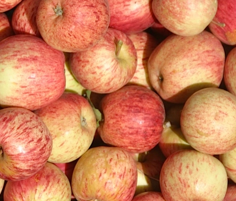 gala-apples-3-lbs-cert-organic