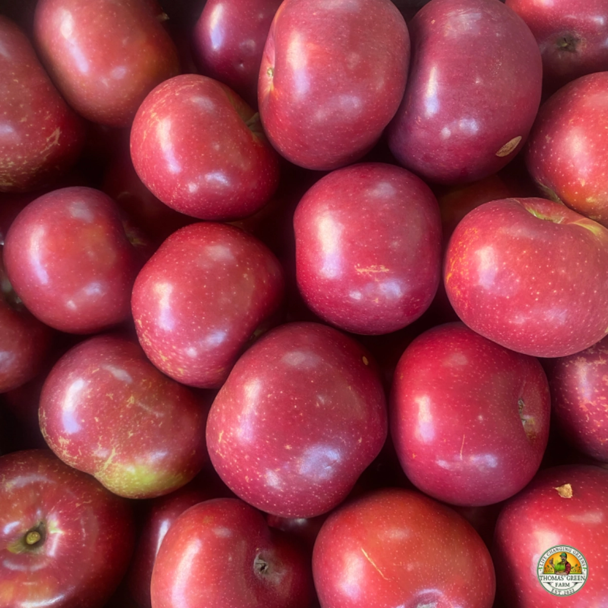 ruby-mac-apples-
