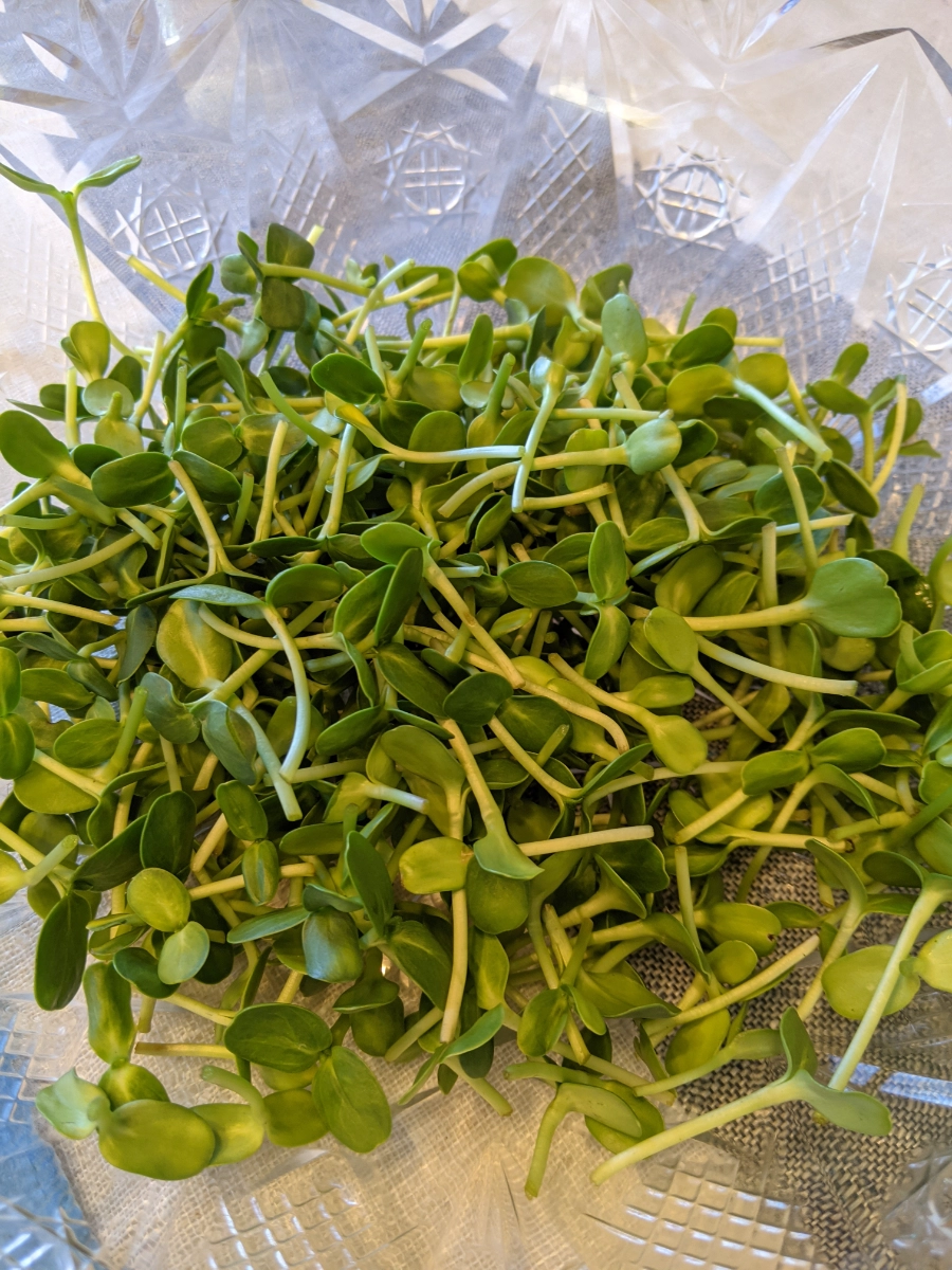 sunflower-microgreens-crisp-nutty-2-oz