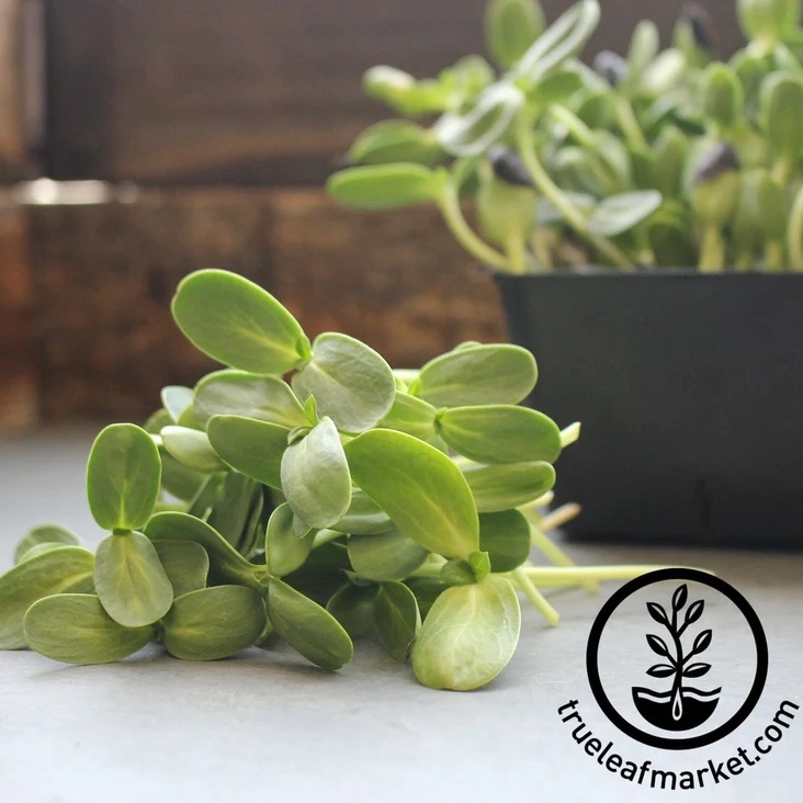 sunflower-microgreens-72