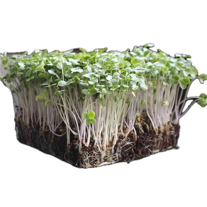 broccoli-microgreens-119