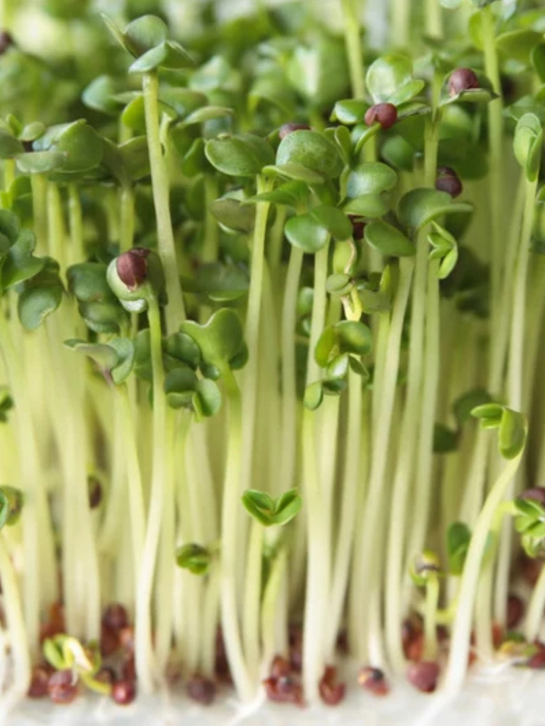 organic-broccoli-microgreens4oz