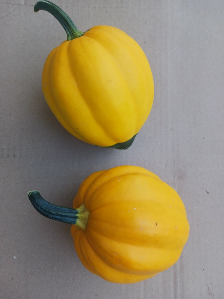 golden-acorn-squash-