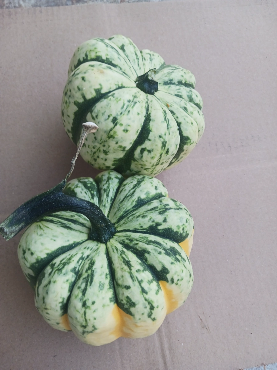 festival-acorn-squash-