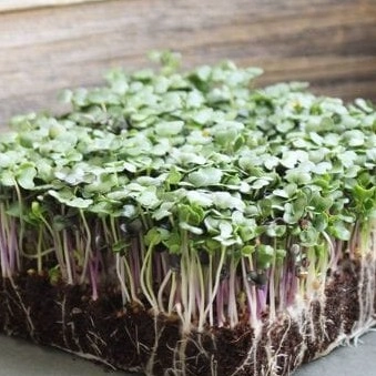 -little-row-farms-salad-mix-microgreens