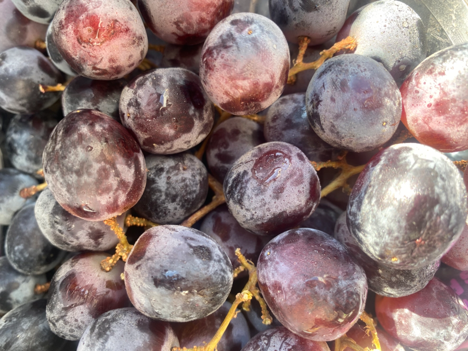 black-seedless-grapes-1-quart-