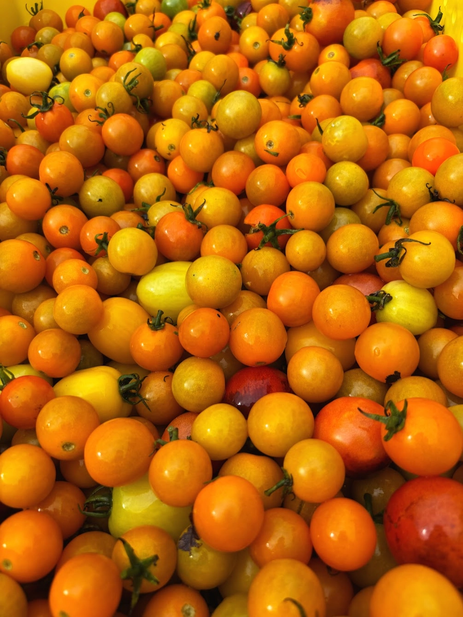 cherry-tomato-mix-6