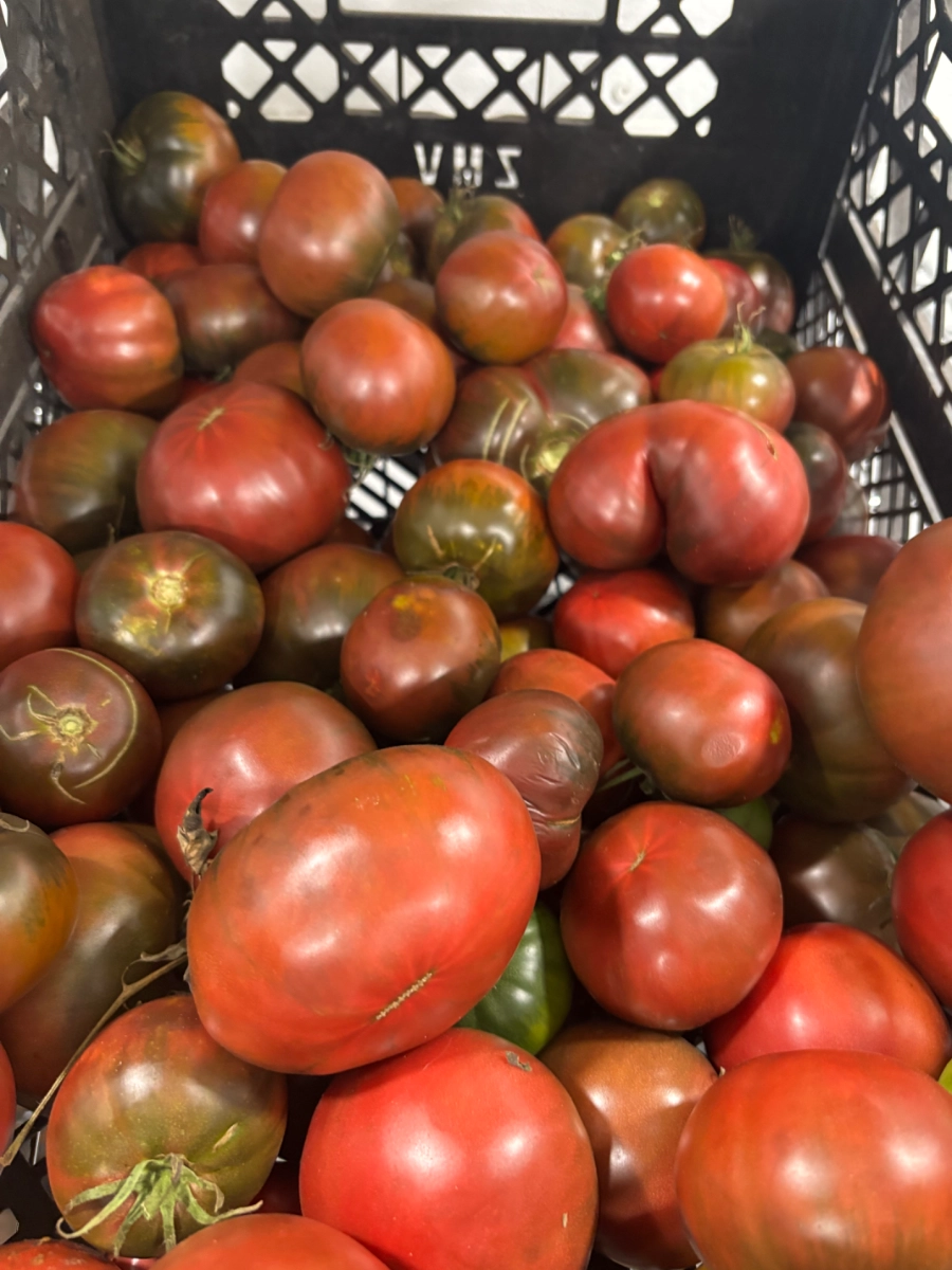 cherokee-purple-heirloom-tomatoes-3