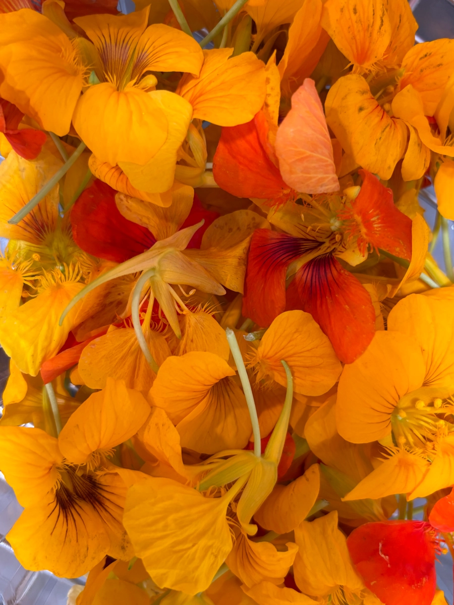 nasturtium-edible-flowes