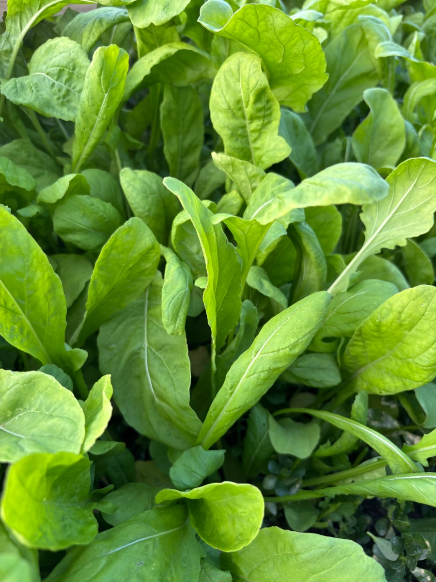 arugula--8