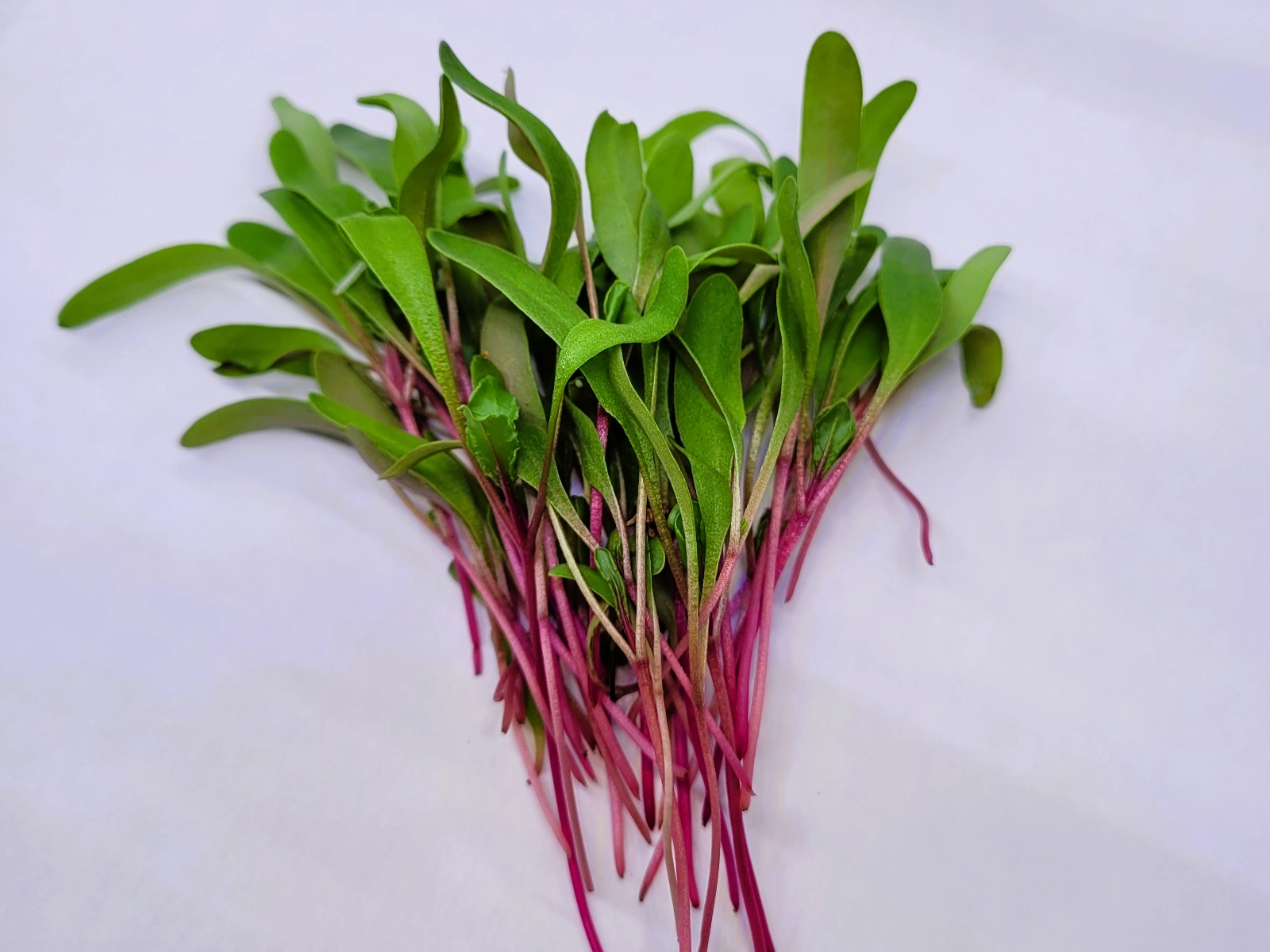 beet-microgreens-one-12-oz-clear-container-tiny-greens-big-impact-try-them-today
