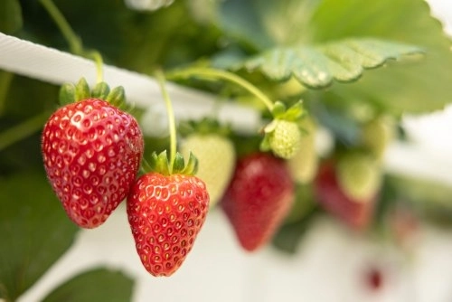 hydroponic-strawberries-12-oz