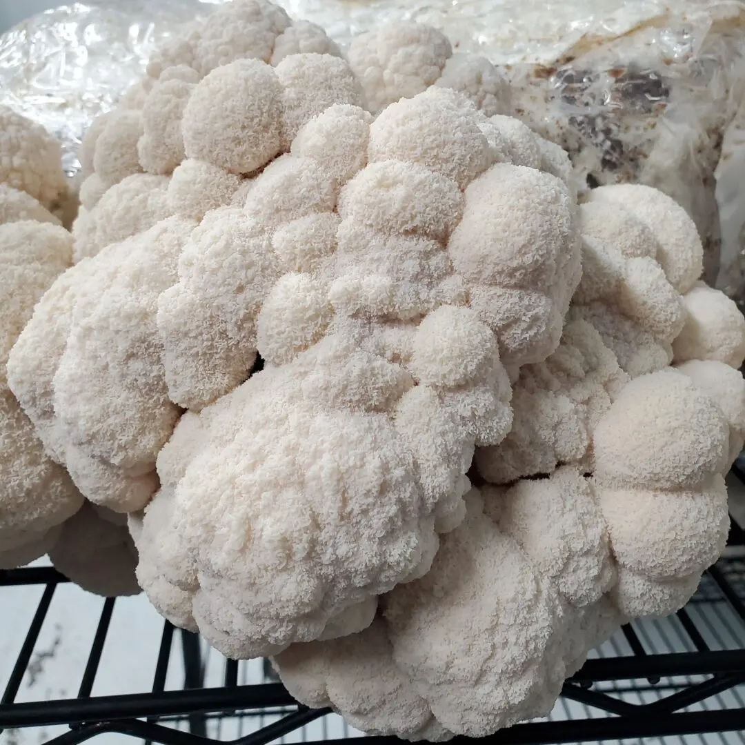 lions-mane-mushroom-readytofruit-block-grow-kit-10lb-