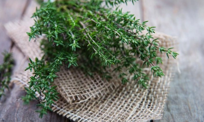 thyme-herb-3