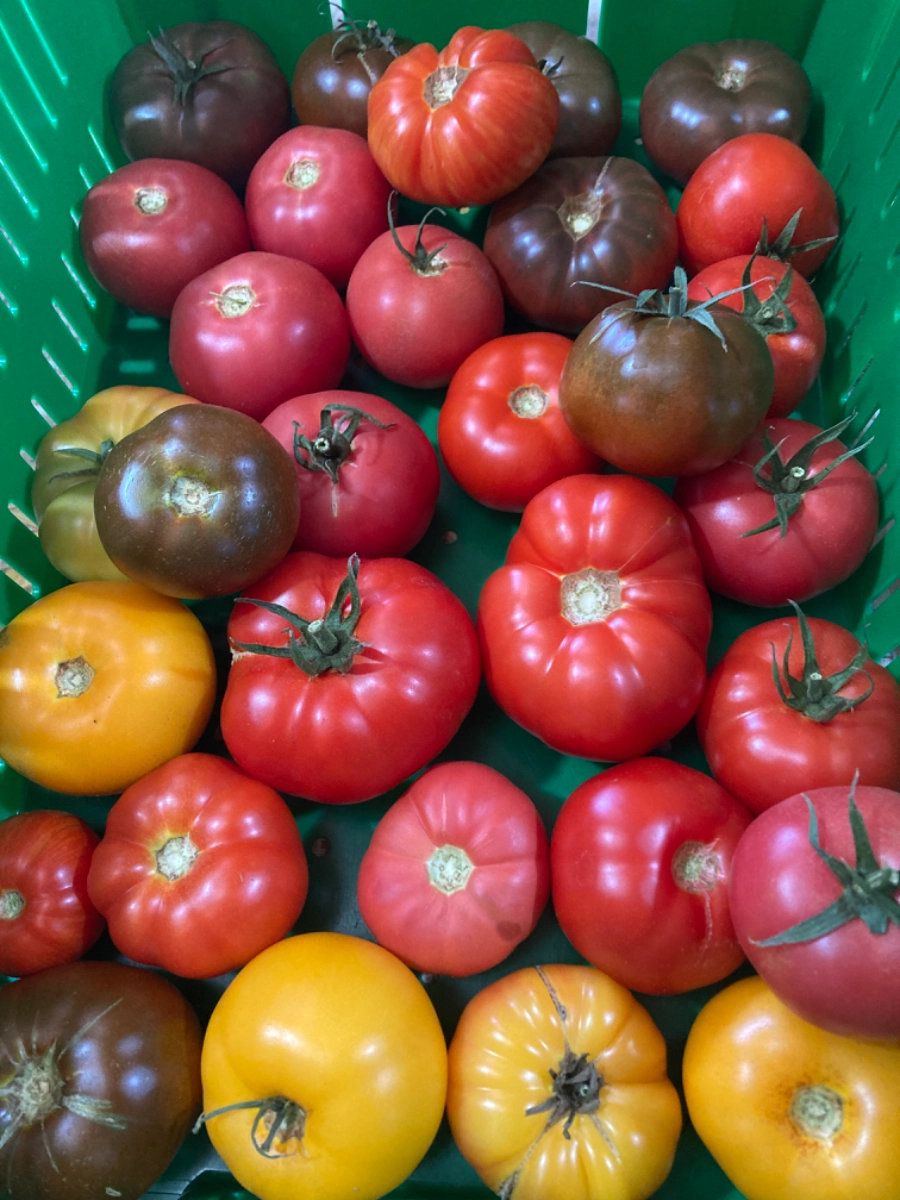 heirloom-tomato-melody-1-lb