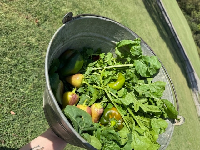 arugula-rocket-organic-serves-45