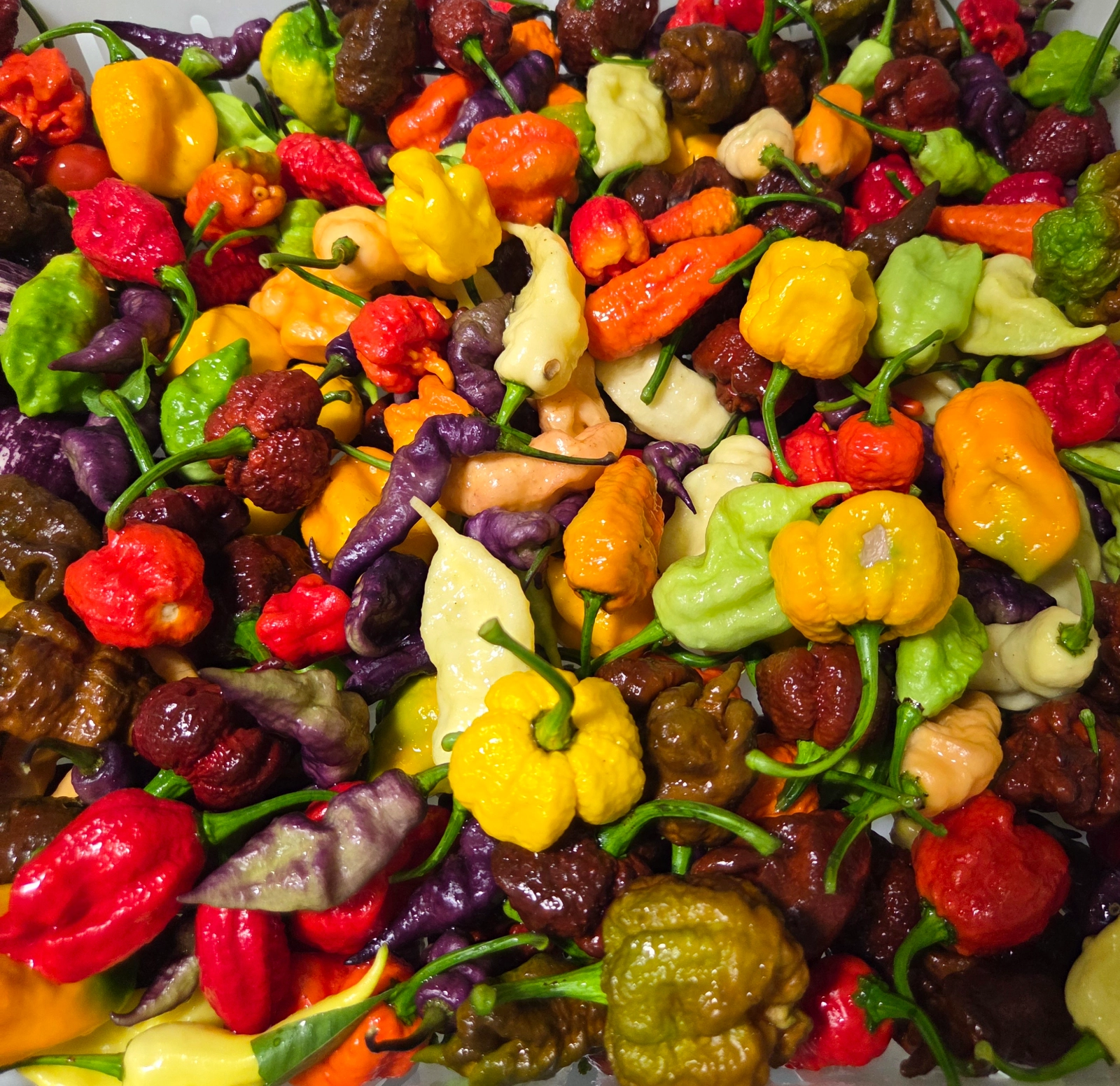 super-hot-peppers-assorted-6-ea-