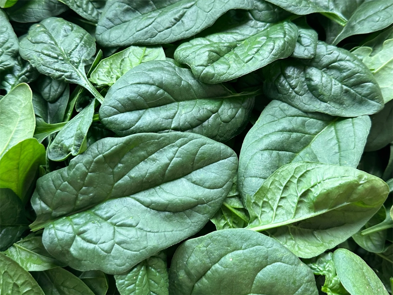fresh-spinach-small-bag