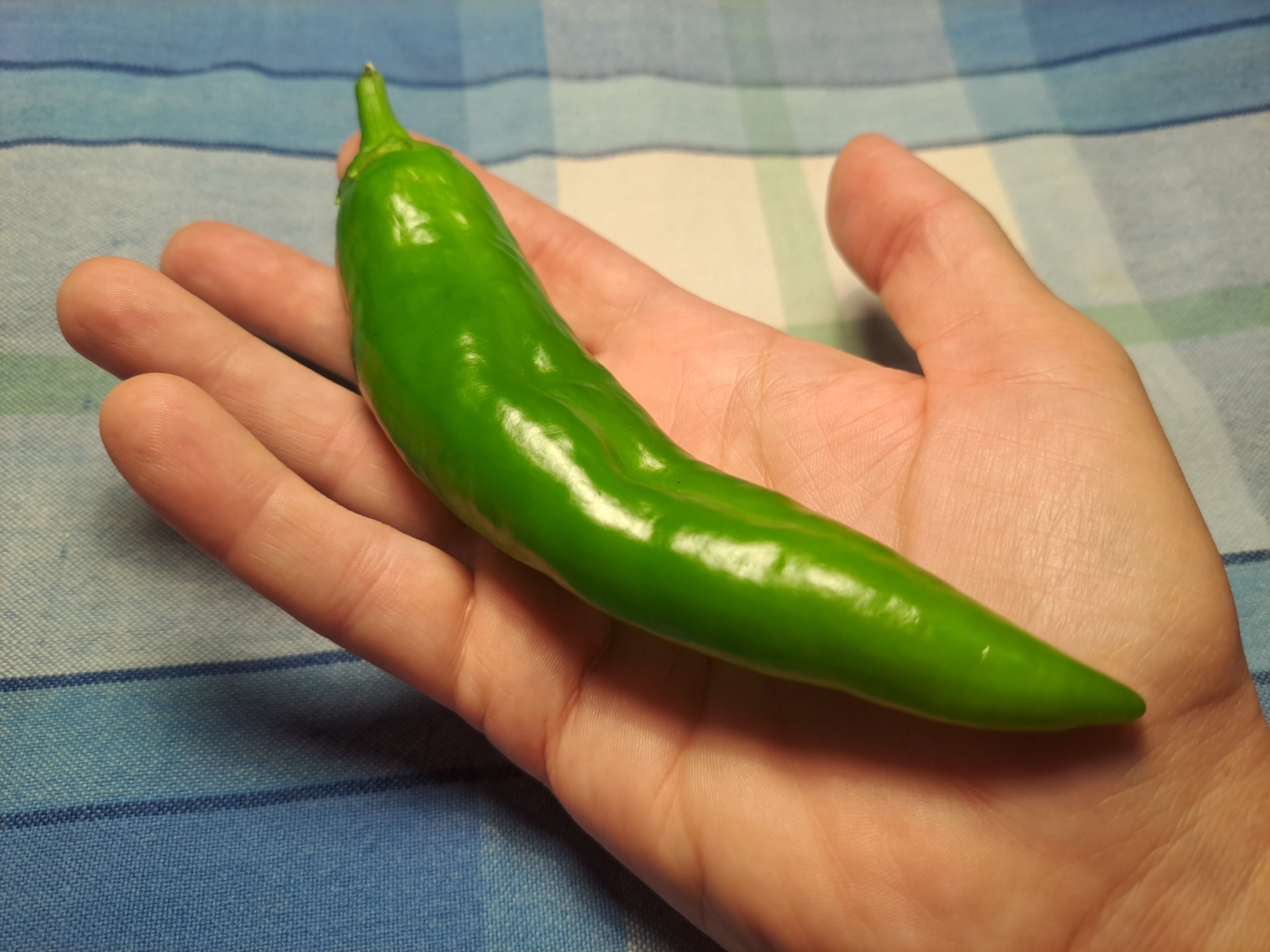 anaheim-peppers-9