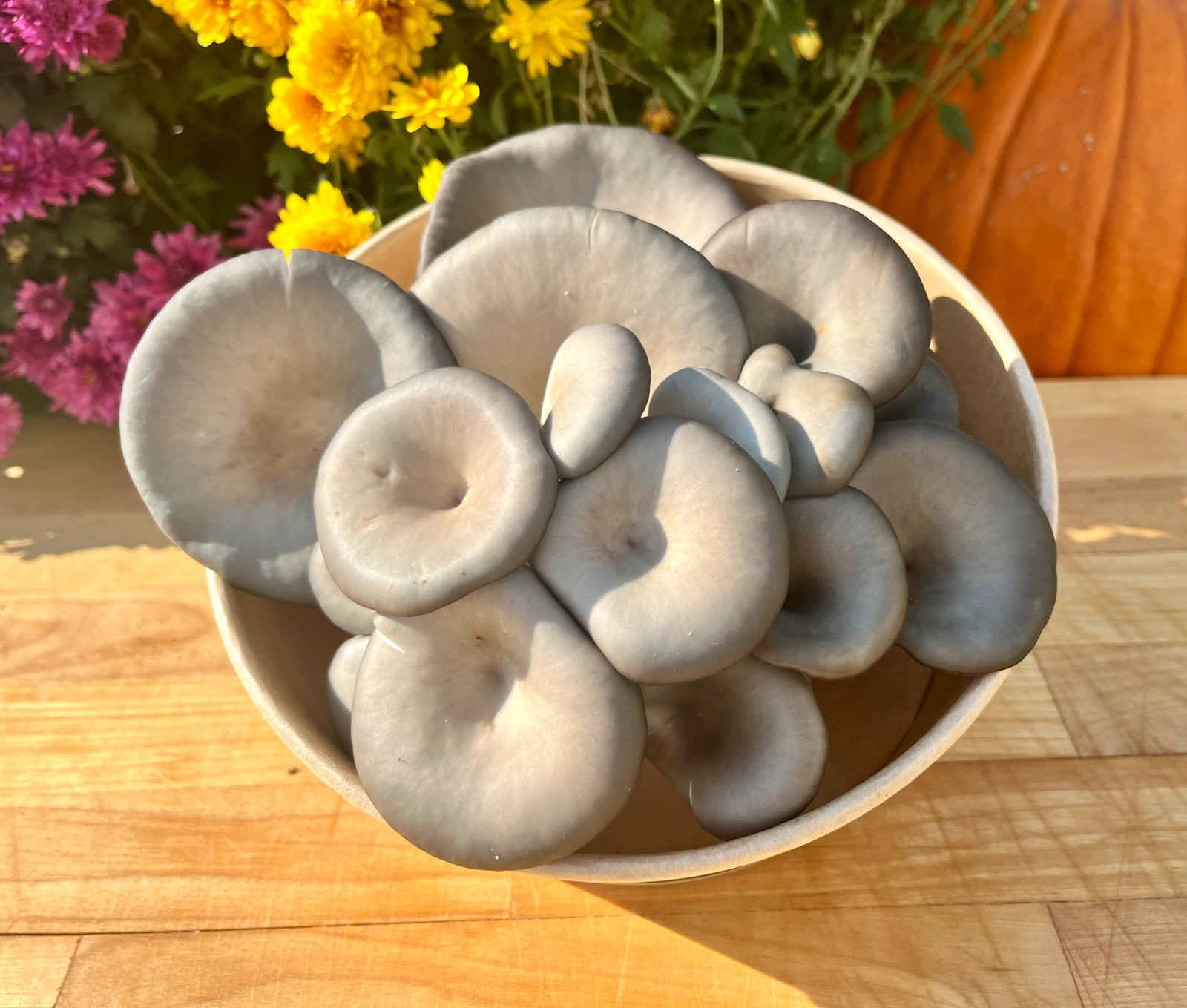 grey-oyster-mushrooms-8oz