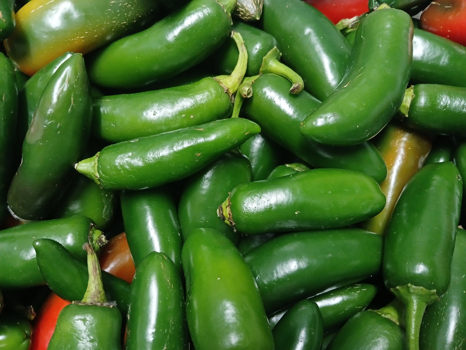 jalapeno-peppers-45