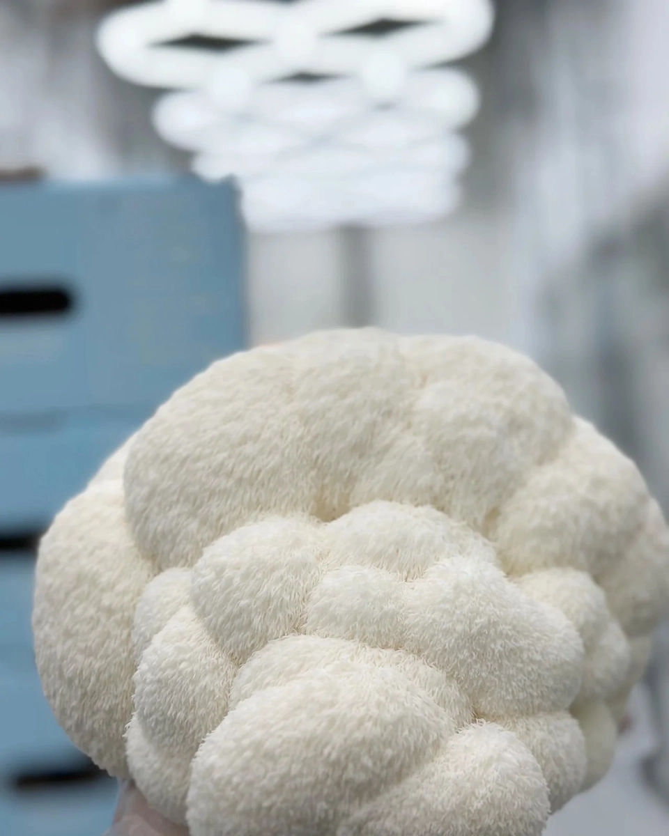 lions-mane-mushroom-49