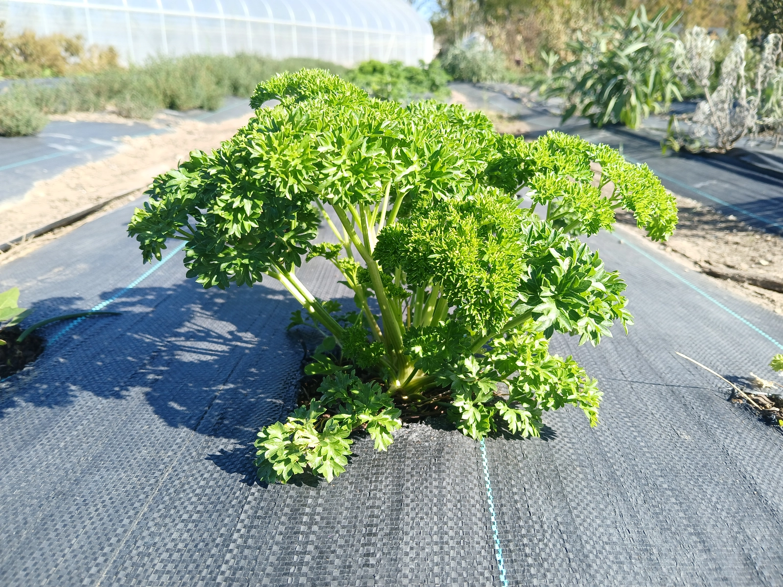fresh-parsley-bundle