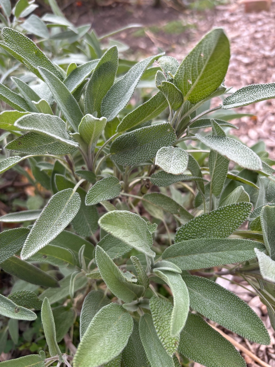 fresh-sage-4-oz-