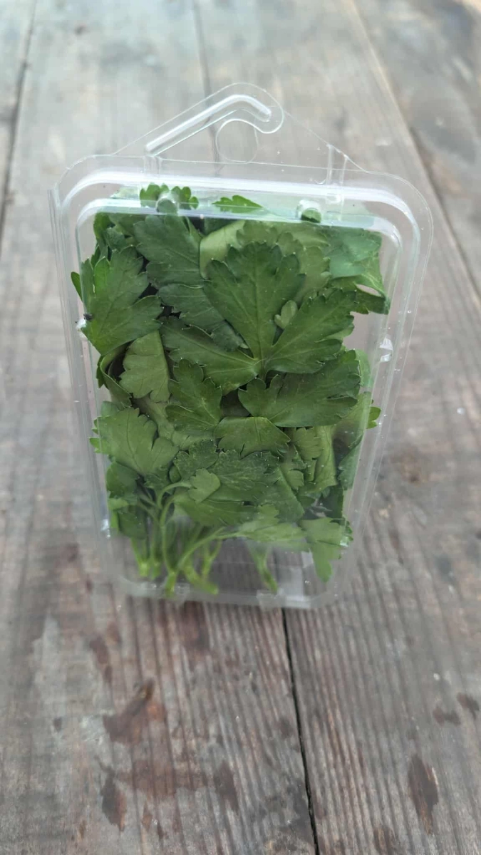 italian-flat-leaf-parsley-7