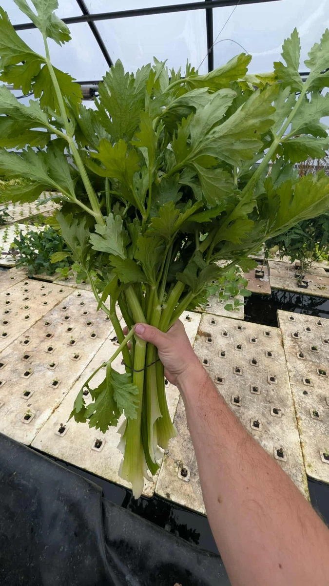 celery-1-bunch-2