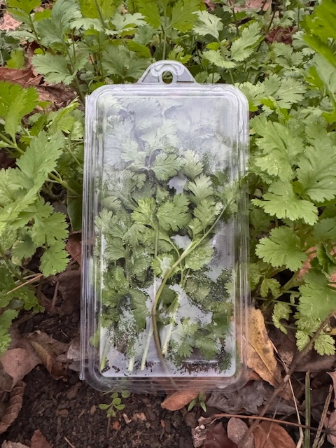 fresh-cilantro-1oz-compostable-pack