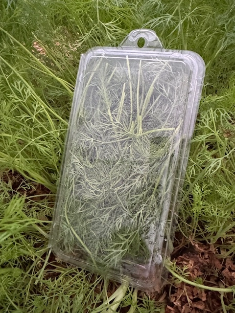 fresh-dill-1oz-compostable-pack