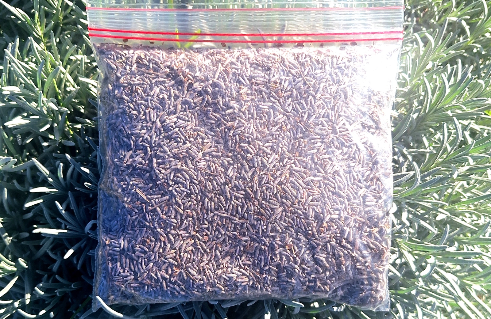 bag-of-dried-lavender-buds