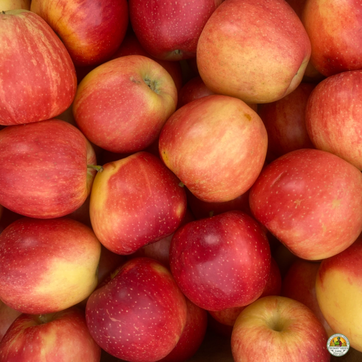 gala-apples--3